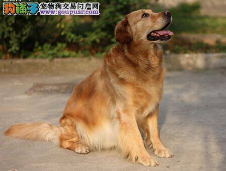 避免金毛犬做标记 哪些方法既简单又有效