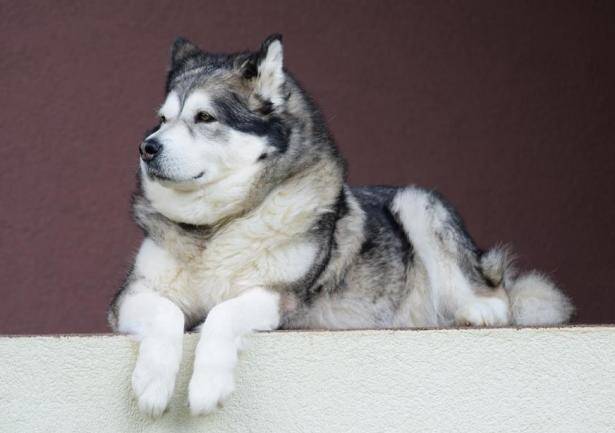 怎样挑选到健康的阿拉斯加犬，这几招要学会