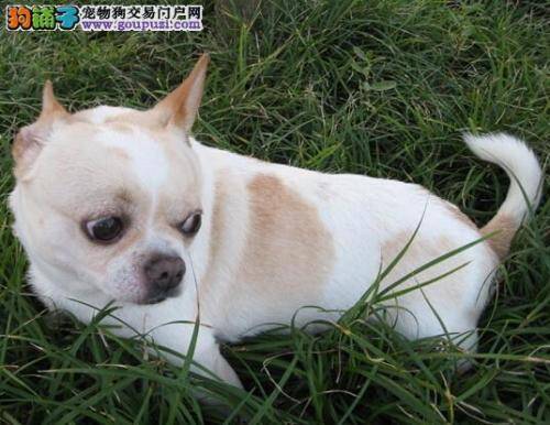 简单洗澡法 主人如何自己在家给吉娃娃清洁卫生