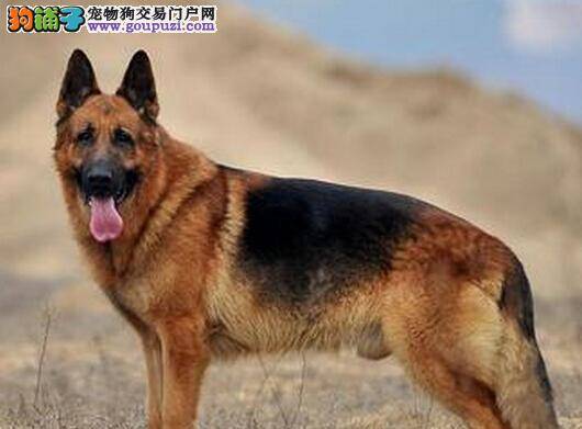 调教有方法 德国牧羊犬外出期间紧随其后