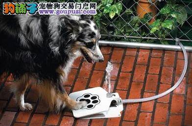 狗狗喝水信号蕴藏大秘密——大量（不）喝水的原因
