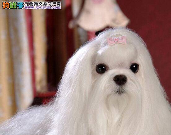 美容护理攻略之如何给马尔济斯犬剃胎毛