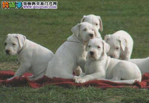 补钙新建议 给杜高犬补钙要遵守的原则