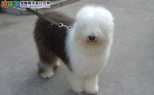 古代牧羊犬夜间咳嗽怎么办