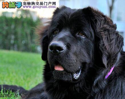 生活小百科 纽芬兰犬爱吃人类零食是否有害