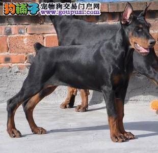 杜宾犬患上犬瘟，专家们谁能帮帮我