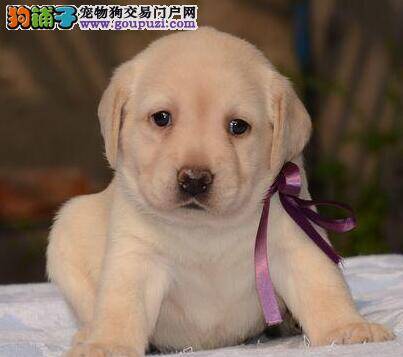 饲养拉布拉多犬应该持有怎样的观念