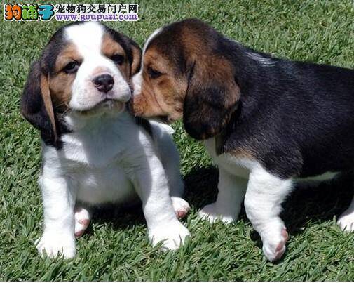 如何让比格犬健康的度过秋冬两季