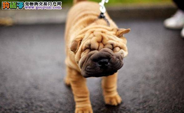 怎样解决沙皮打喷嚏 沙皮狗狗打喷嚏的原因