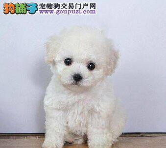 比熊犬患上皮肤病应该怎么治疗