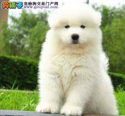 三个月的萨摩耶不吃狗粮，拉黄水如何是好