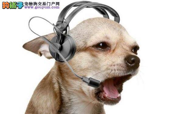 狗狗也喜欢听音乐？他们的品味不一般