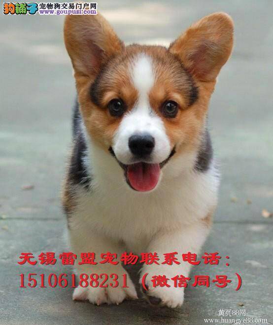 怎样识别狗狗是否健康？狗狗是否是星期狗？