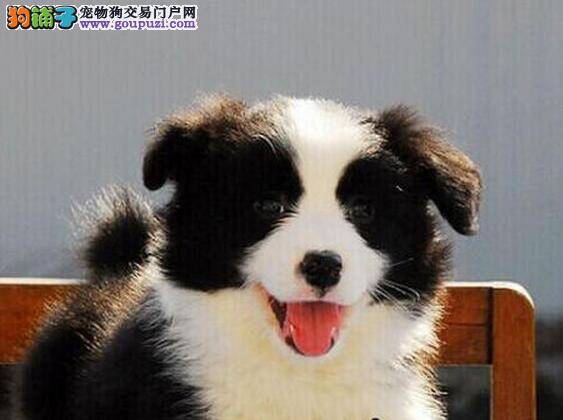 边境牧羊犬得了螨虫皮肤病 求治疗方法