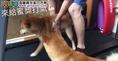 卡哇伊柴犬跑步机初体验 最后一招火车过山洞笑翻主人