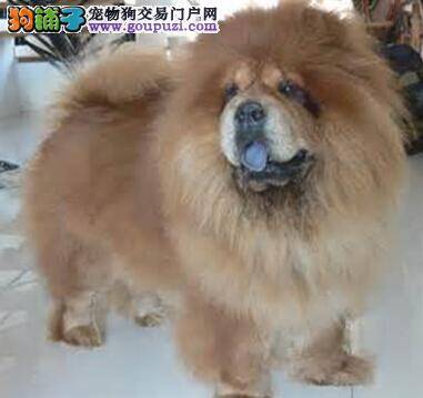 加强安全防护 确保松狮犬的健康与安全