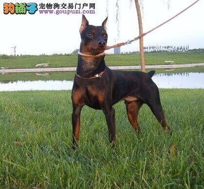 怎样购买杜宾犬不让自己后悔