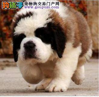 圣伯纳犬肚子咕噜叫呕吐是什么引起的