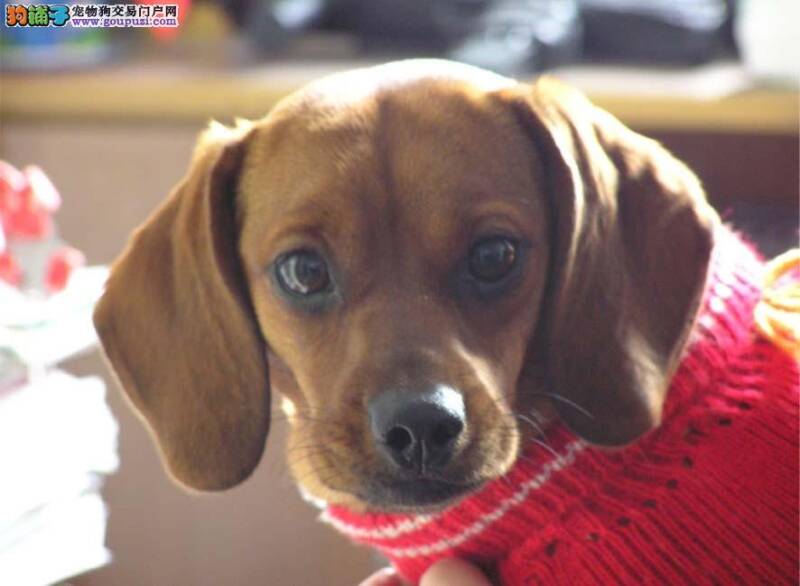 腊肠犬吃的很多，但越来越瘦没事吧