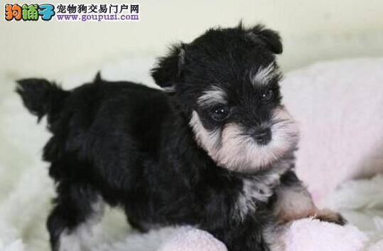 雪纳瑞这几天不拉屎，便秘应如何解决