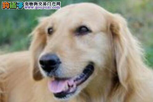 训练一日一页 调教金毛犬需要什么方法