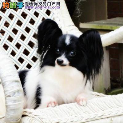 蝴蝶犬喝完牛奶拉稀不吃东西是怎么了