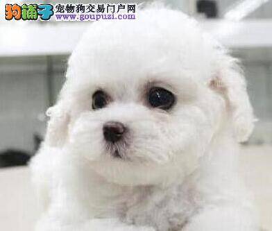 比熊犬吃完新狗粮拉稀我该怎么办