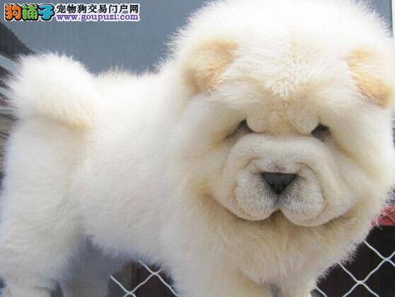 怀孕大全 松狮犬出现难产现象的原因及解决方法