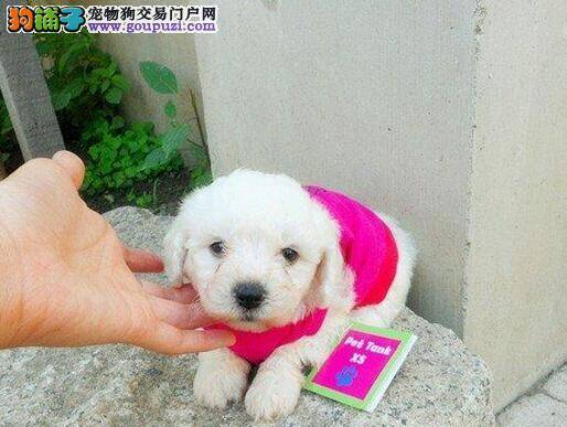 补充这些营养和矿物质会让比熊犬的毛发变得更漂亮