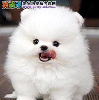 博美犬细小病毒康复后会留下后遗症吗