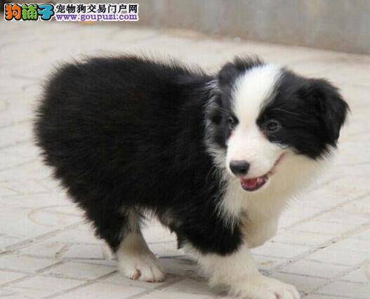 边境牧羊犬最近不吃饭，没精神是有病了吗