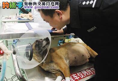 搜爆犬身患重病成功手术 训犬员守在门外寸步不离