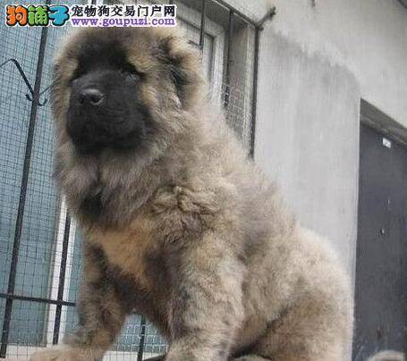 高加索犬最近总喜欢咬我是为什么 如何纠正