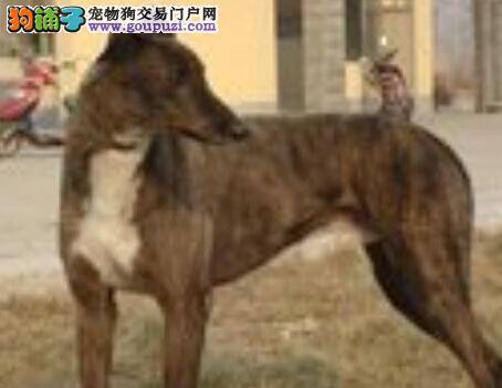妊娠大全 格力犬怀孕后期的症状及准备方案