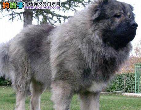 产后的高加索犬出现产后低血钙情况如何是好