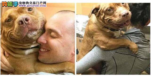 比特犬遭受虐待后被领养，每天脸上都挂着傻呼呼的笑容