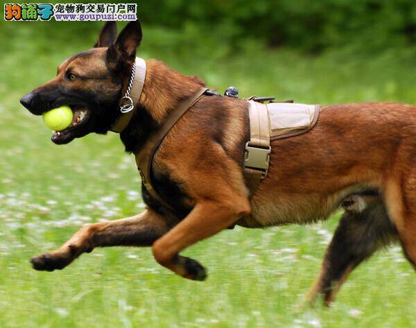 哪些食物不能沾 盘点对马犬健康和安全有危害的食物