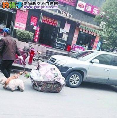 郑州管城区各街道和社区树立典型 宣传文明养犬