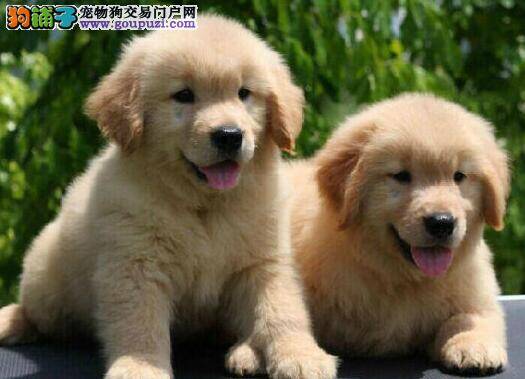 金毛犬有点上火不吃饭有什么方法医治吗