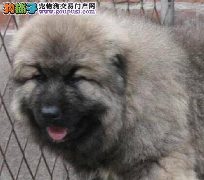 美容全攻略 怎样给高加索犬修剪指甲