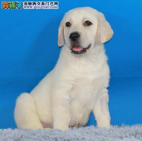 简介拉布拉多犬的品种特征与性情特点