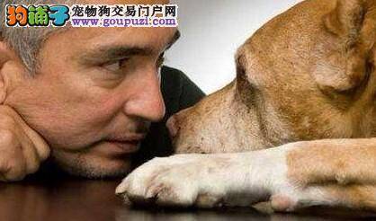著名的动物耳语者：能与宠物狗自然沟通