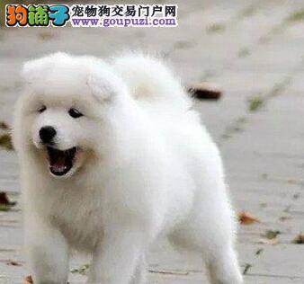 萨摩耶最近鼻子掉毛是怎么回事