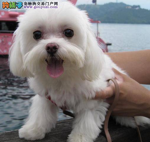 我家的马尔济斯犬昨晚一直咳嗽如何是好