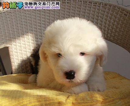 古代牧羊犬最近不怎么吃饭，皮肤发红是为什么