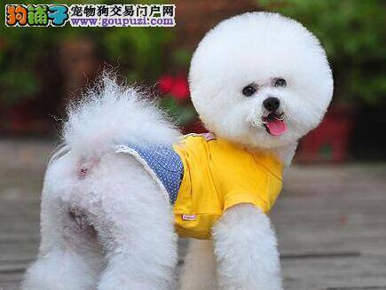 十三点理由坚定你拥有比熊犬的决心