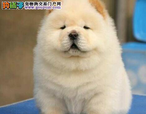 松狮犬拉稀，越来越瘦是怎么了