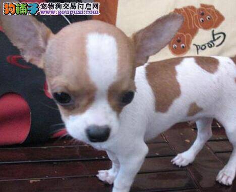 如何为吉娃娃制定正确的十二条饮食规则