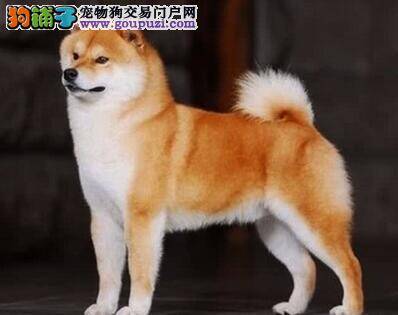 哪些情况的秋田犬不适合外出散步