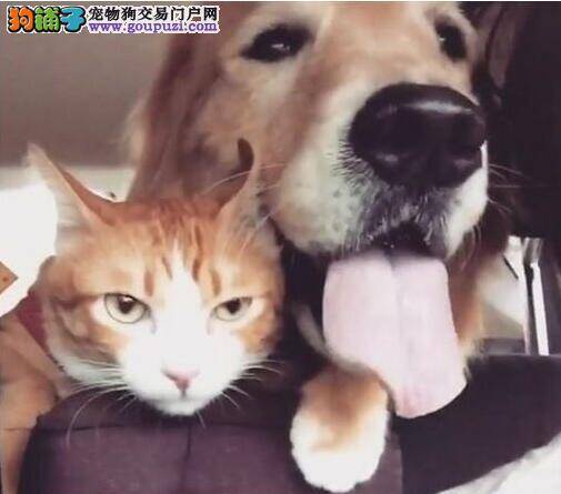 遭呆萌黄金猎犬冲撞 猫皇白眼「你欠揍吗?」